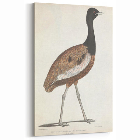 Vintage Bustard Illustration - Timeless Animal Wall Decor Print