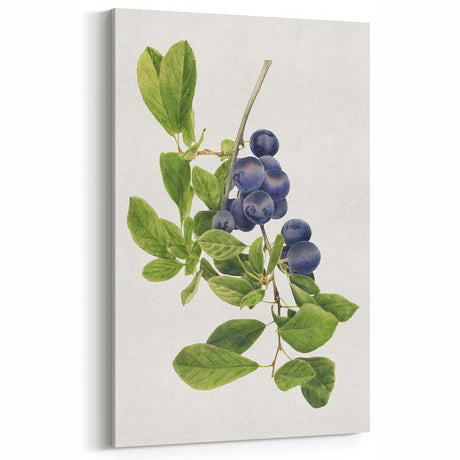Fruit Art Prints – Blueberry Botanical Watercolor Wall Decor