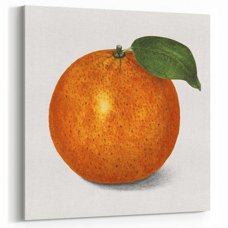 Fruit Paintings – Vintage Orange Botanical Wall Art Print
