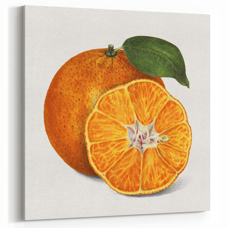 Fruit Canvas Art – Vintage Tangerine Botanical Wall Decor