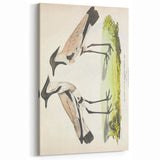 Vintage Animal Art – Spur-Winged Plover Illustration Wall Print