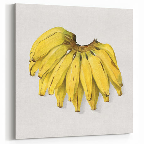 Fruit Art Prints – Vintage Banana Botanical Wall Decor