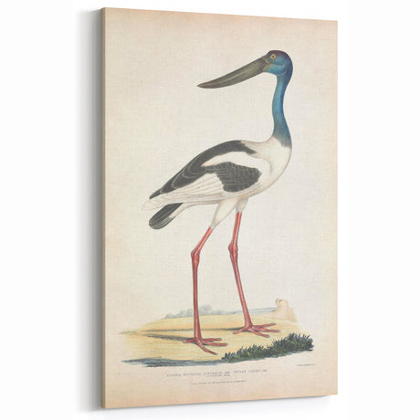 Vintage Animal Art – Elegant Black-Necked Stork Wall Print
