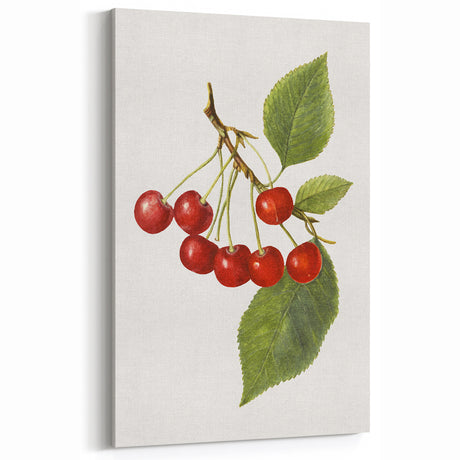 Fruit Botanical Prints – Vintage Cherry Wall Art for Kitchen