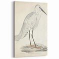 Vintage Animal Art – Indian White Heron Illustration Wall Print
