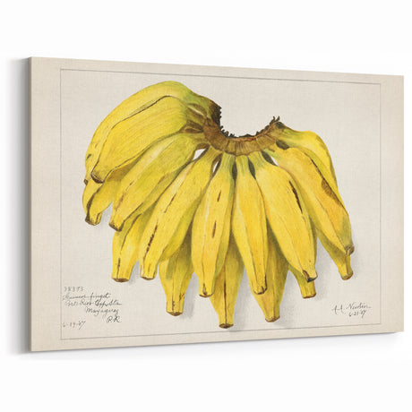 Fruit Canvas Art – Vintage Banana Botanical Wall Decor Print