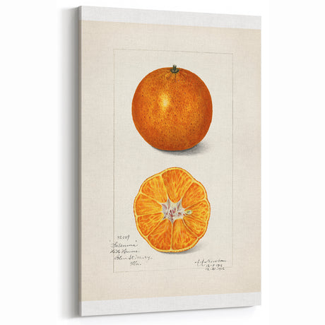 Fruit Wall Decor – Vintage Orange Citrus Botanical Art Print