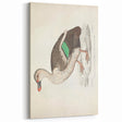 Vintage Animal Art – Spotted-Billed Duck Illustration Print