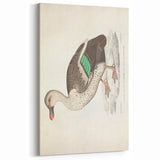 Vintage Animal Art – Spotted-Billed Duck Illustration Print