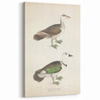 Vintage Animal Art – Girra Teal Duck Illustration Wall Print