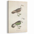 Vintage Animal Art – Girra Teal Duck Illustration Wall Print