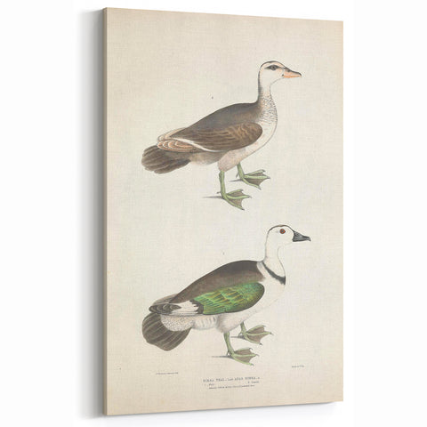 Vintage Animal Art – Girra Teal Duck Illustration Wall Print