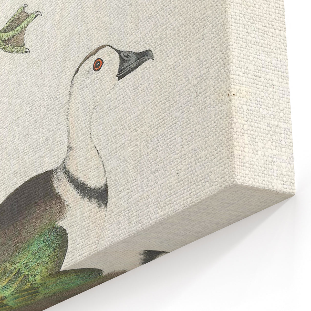 Vintage Animal Art – Girra Teal Duck Illustration Wall Print