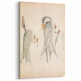 Vintage Animal Art – Waved Tern Illustration Wall Print