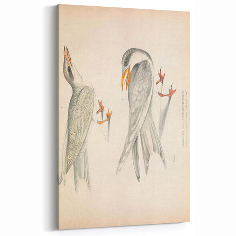Vintage Animal Art – Waved Tern Illustration Wall Print