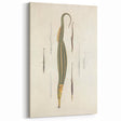 Vintage Animal Art – Exotic Pipefish Illustration Wall Print