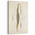 Vintage Animal Art – Exotic Pipefish Illustration Wall Print