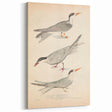 Vintage Animal Art – Elegant Tern Bird Illustration Wall Print