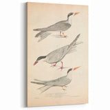 Vintage Animal Art – Elegant Tern Bird Illustration Wall Print