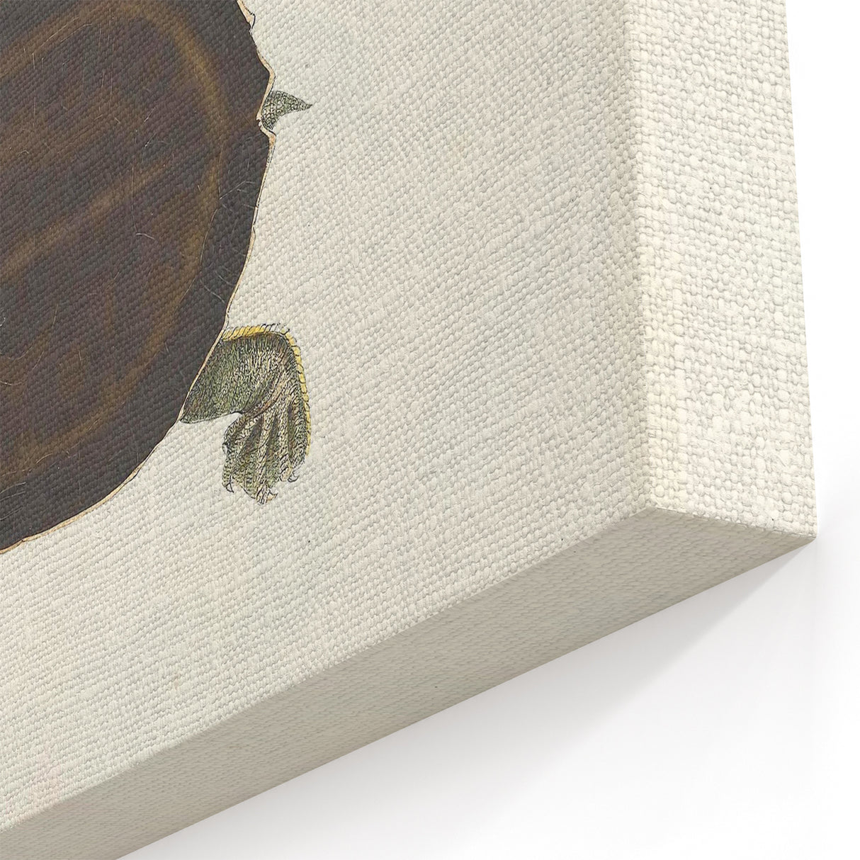 Vintage Animal Art – Thuji Terrapin Turtle Illustration Print