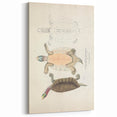 Vintage Animal Art – Kachuga Terrapin Turtle Illustration Print