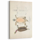Vintage Animal Art – Kachuga Terrapin Turtle Illustration Print