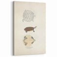 Vintage Animal Art – Baska Terrapin Turtle Illustration Print