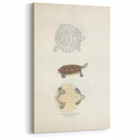 Vintage Animal Art – Baska Terrapin Turtle Illustration Print