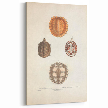 Vintage Animal Art – Spiny Turtle Illustration Wall Print