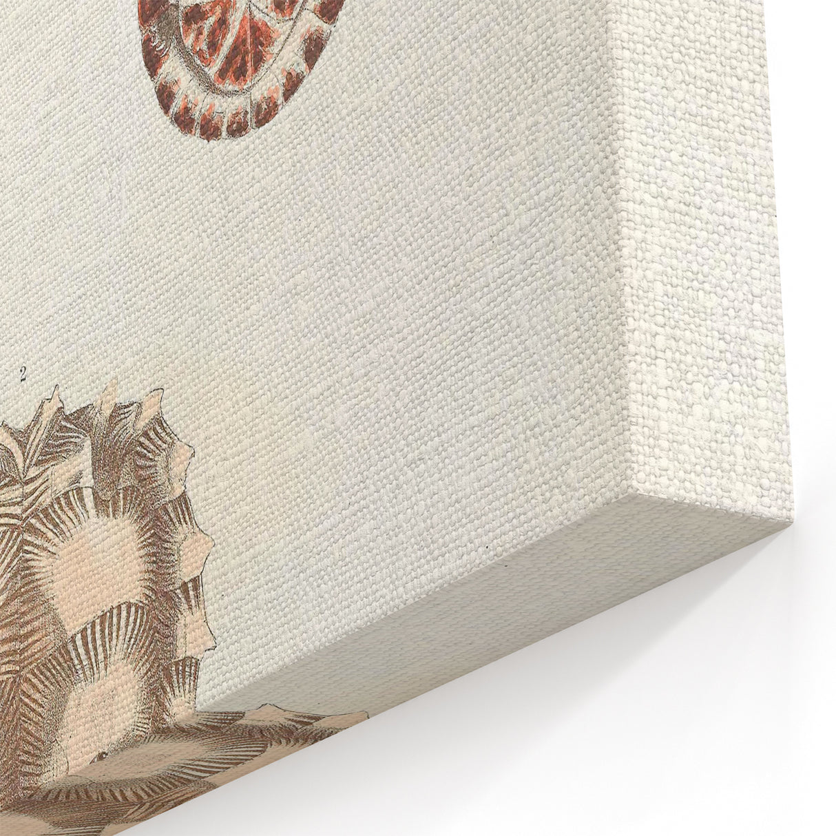 Vintage Animal Art – Spiny Turtle Illustration Wall Print