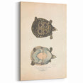 Vintage Animal Art – Eyed Trionix Turtle Illustration Print