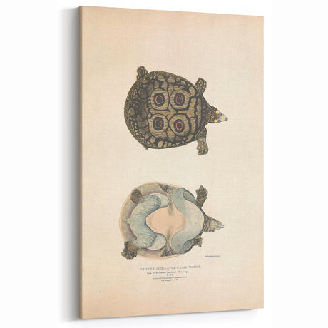 Vintage Animal Art – Eyed Trionix Turtle Illustration Print