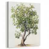 Vintage Botanical Fruit Tree Print – Classic Nature Wall Art