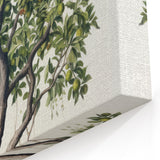 Vintage Botanical Fruit Tree Print – Classic Nature Wall Art