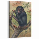 Vintage Animal Art – Chimpanzee Illustration Wall Print