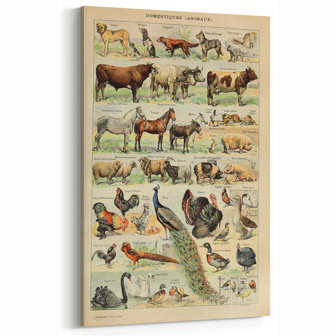 Vintage Domestic Animals Illustration – Farmhouse Wall Art Print