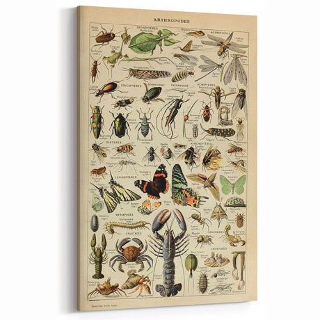 Vintage Animal Art - Illustrated Arthropods Wall Decor Print