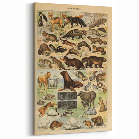 Vintage Animal Art: Illustrated Mammals Wall Decor for Nature Lovers