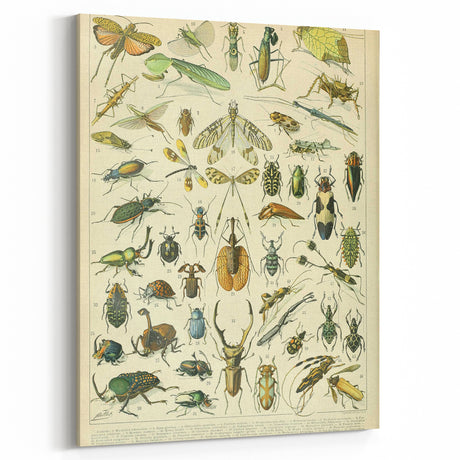 Vintage Animal Art: Retro Insect Illustration Print for Home Decor
