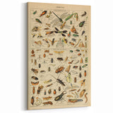 Vintage Animal Art: Scientific Insect Illustration Wall Print