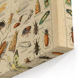 Vintage Animal Art: Scientific Insect Illustration Wall Print