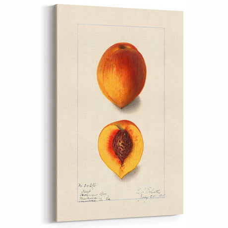 Vintage Peach Fruit Art Prints – Elegant Botanical Kitchen Decor