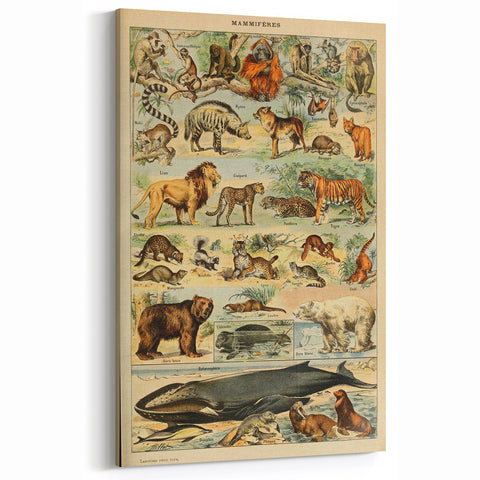 Vintage Animal Art: Retro Mammal Illustration Wall Print