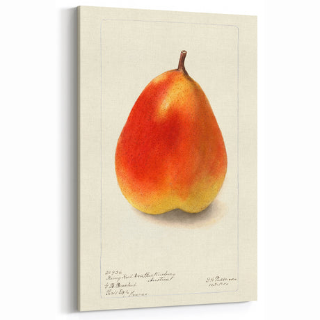 Vintage Pear Fruit Art Prints – Elegant Botanical Kitchen Decor