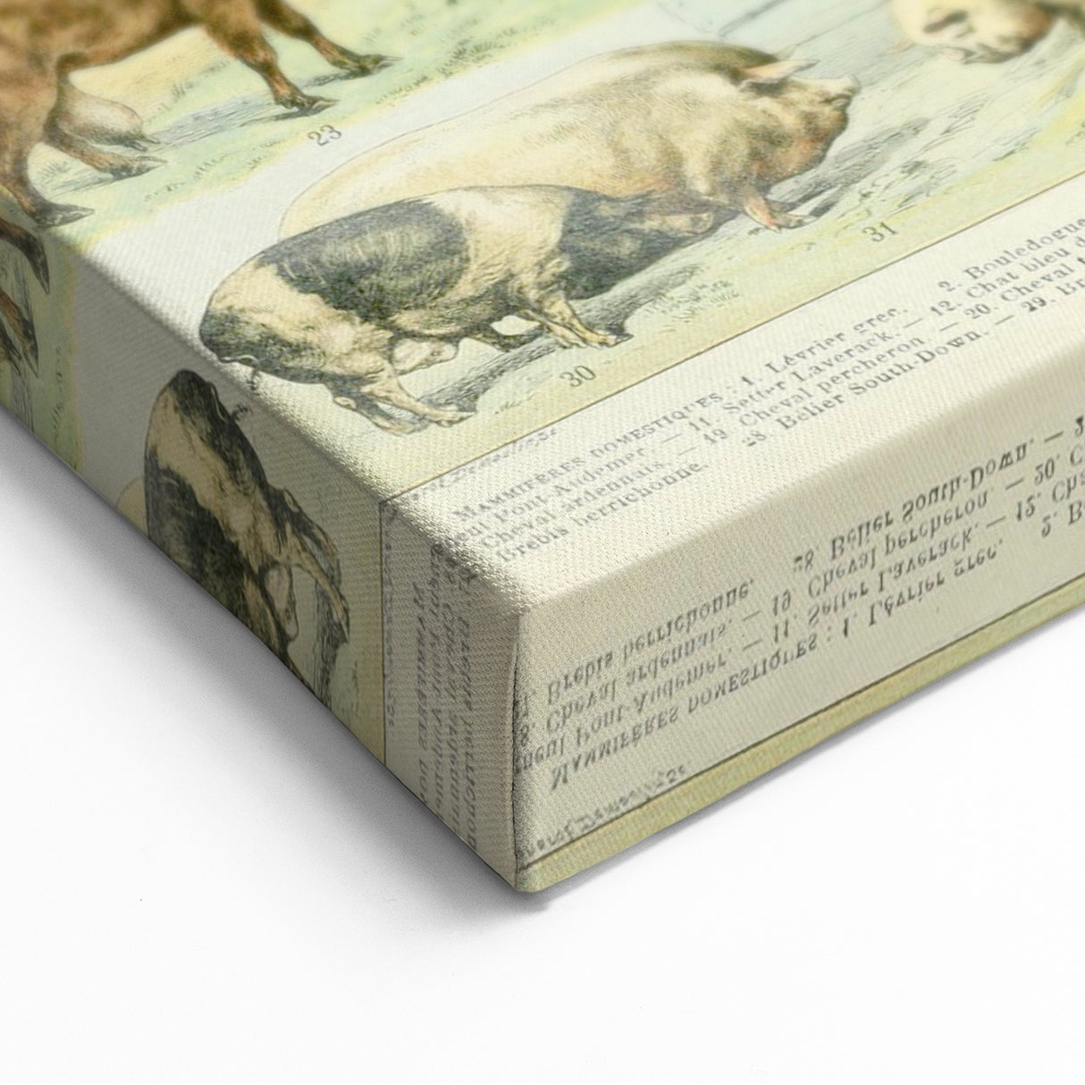 Vintage Animal Art: Retro Farm & Domestic Mammals Illustration