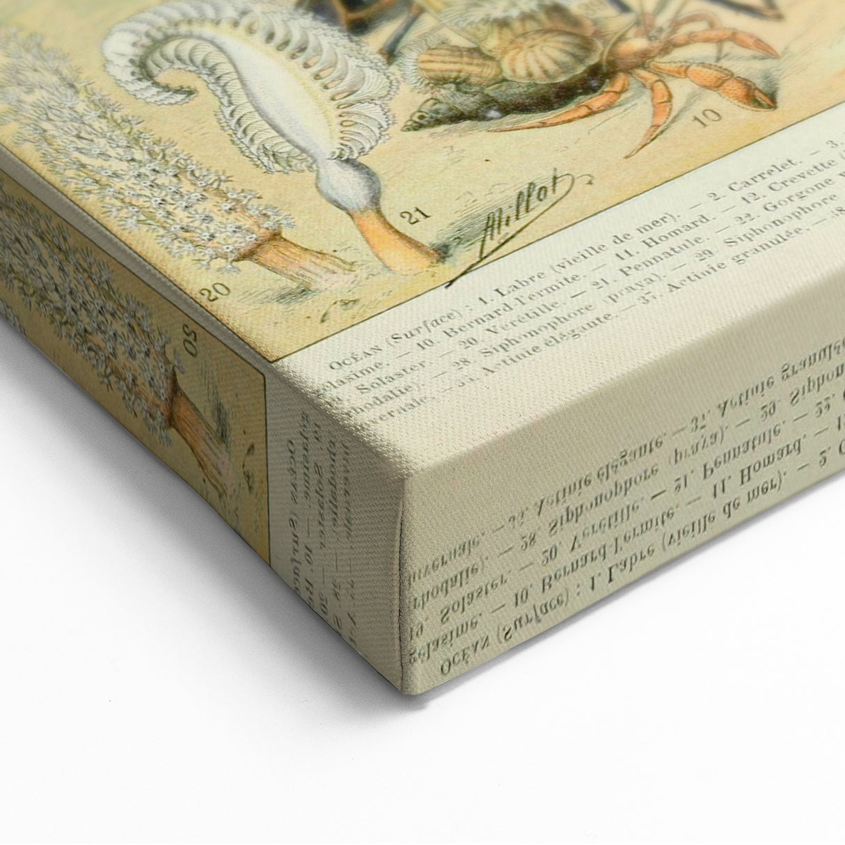 Vintage Animal Art: Retro Ocean Life & Marine Creatures Print