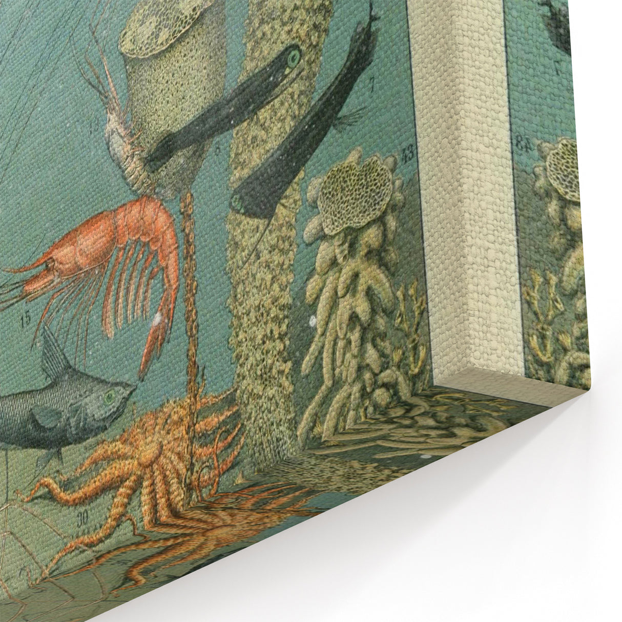 Vintage Animal Art: Deep-Sea Creatures & Ocean Life Illustration