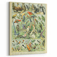 Vintage Animal Art: Retro Birds & Parrots Illustration Print