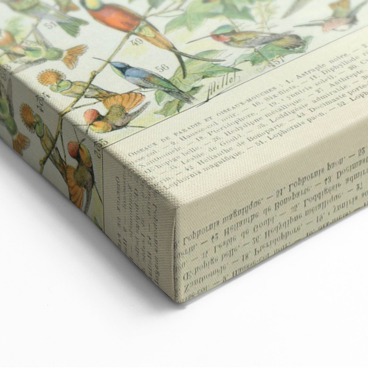 Vintage Animal Art: Birds of Paradise & Exotic Hummingbirds Print