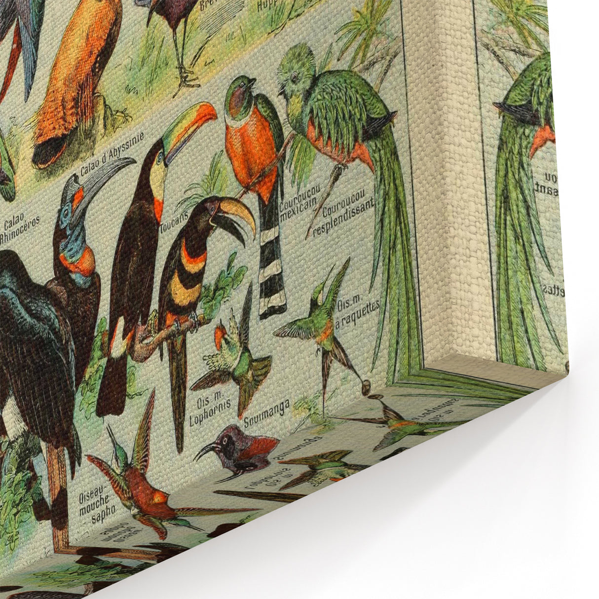 Vintage Animal Art: Exotic Birds & Birds of Paradise Print